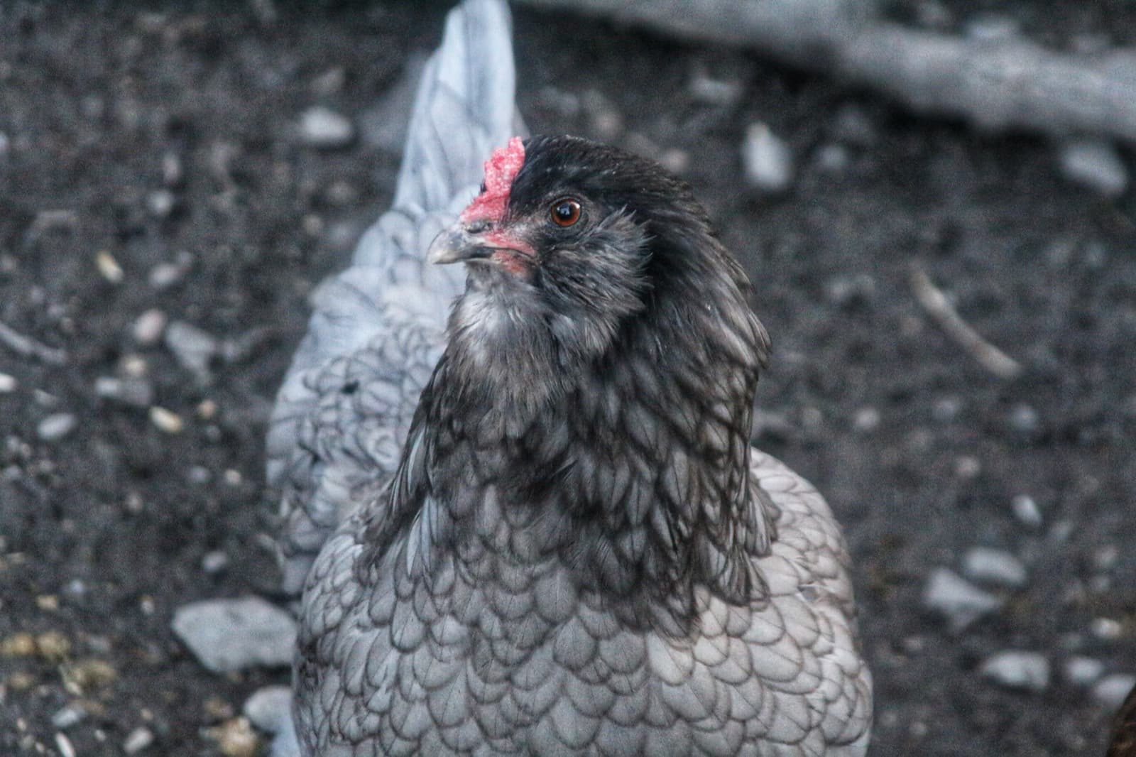 Ameraucana chicken breed