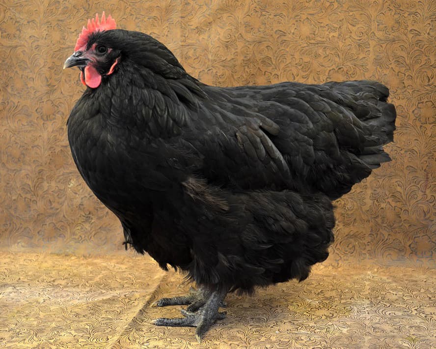 Australorp chicken breed