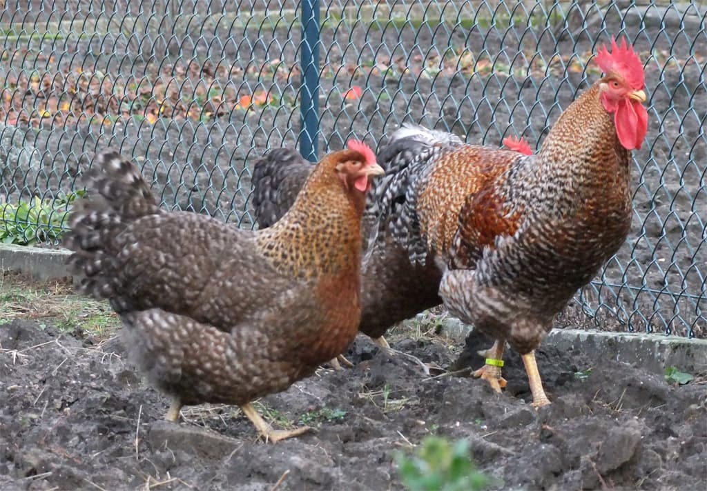 Bielefelder chicken breed