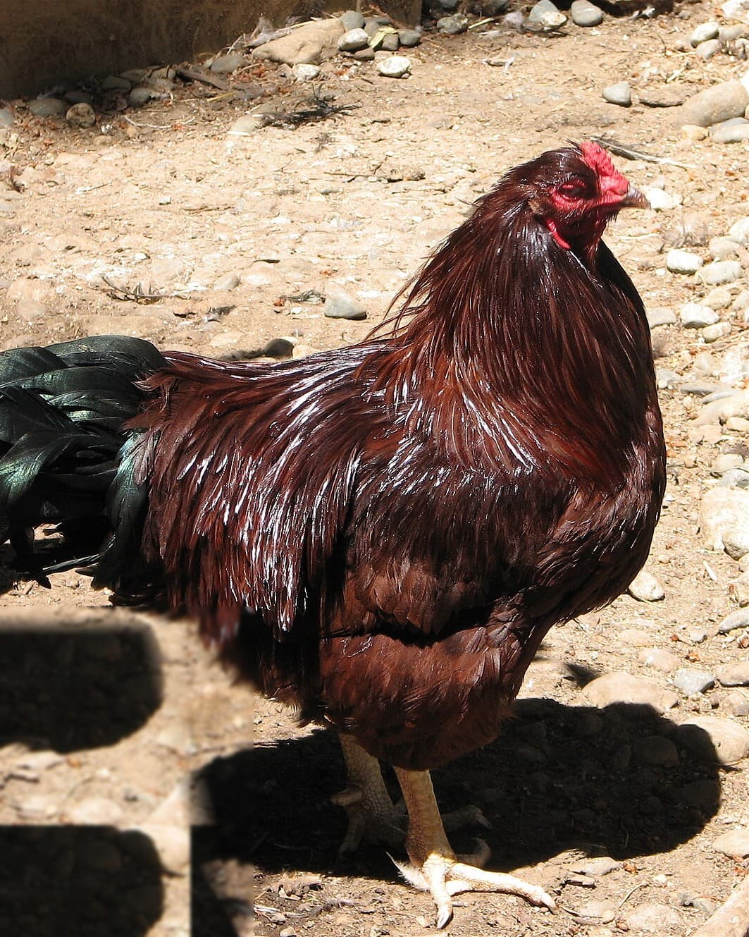 Buckeye chicken breed