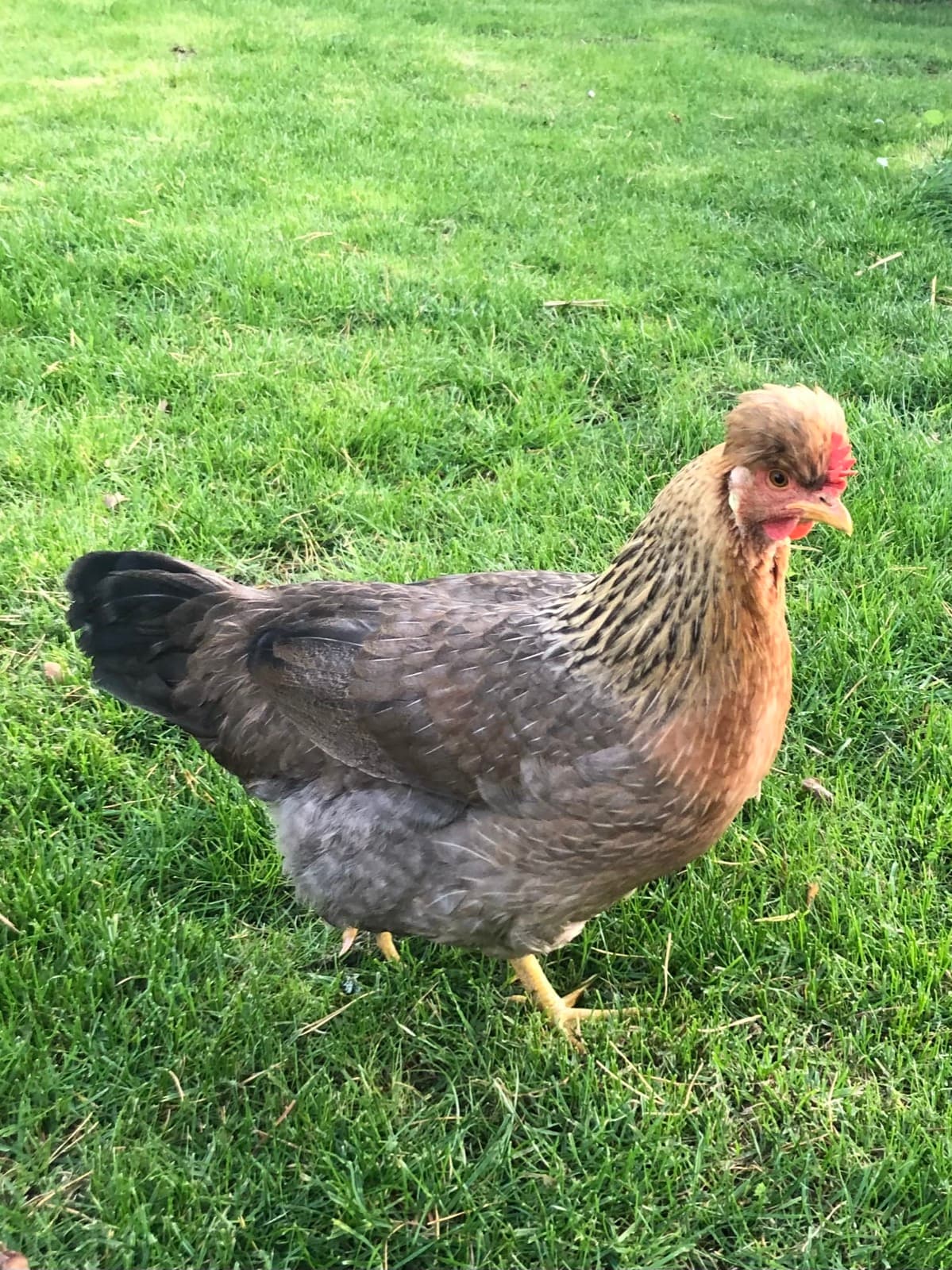 Cream Legbar chicken breed