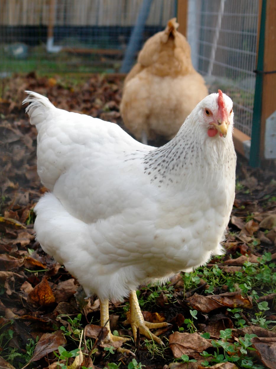 Delaware chicken breed