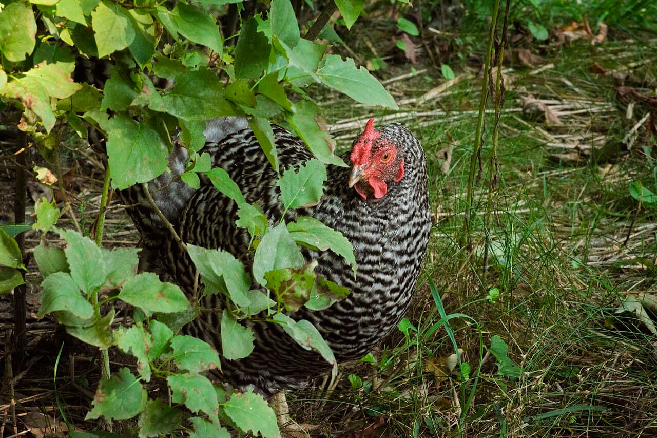 Dominique chicken breed