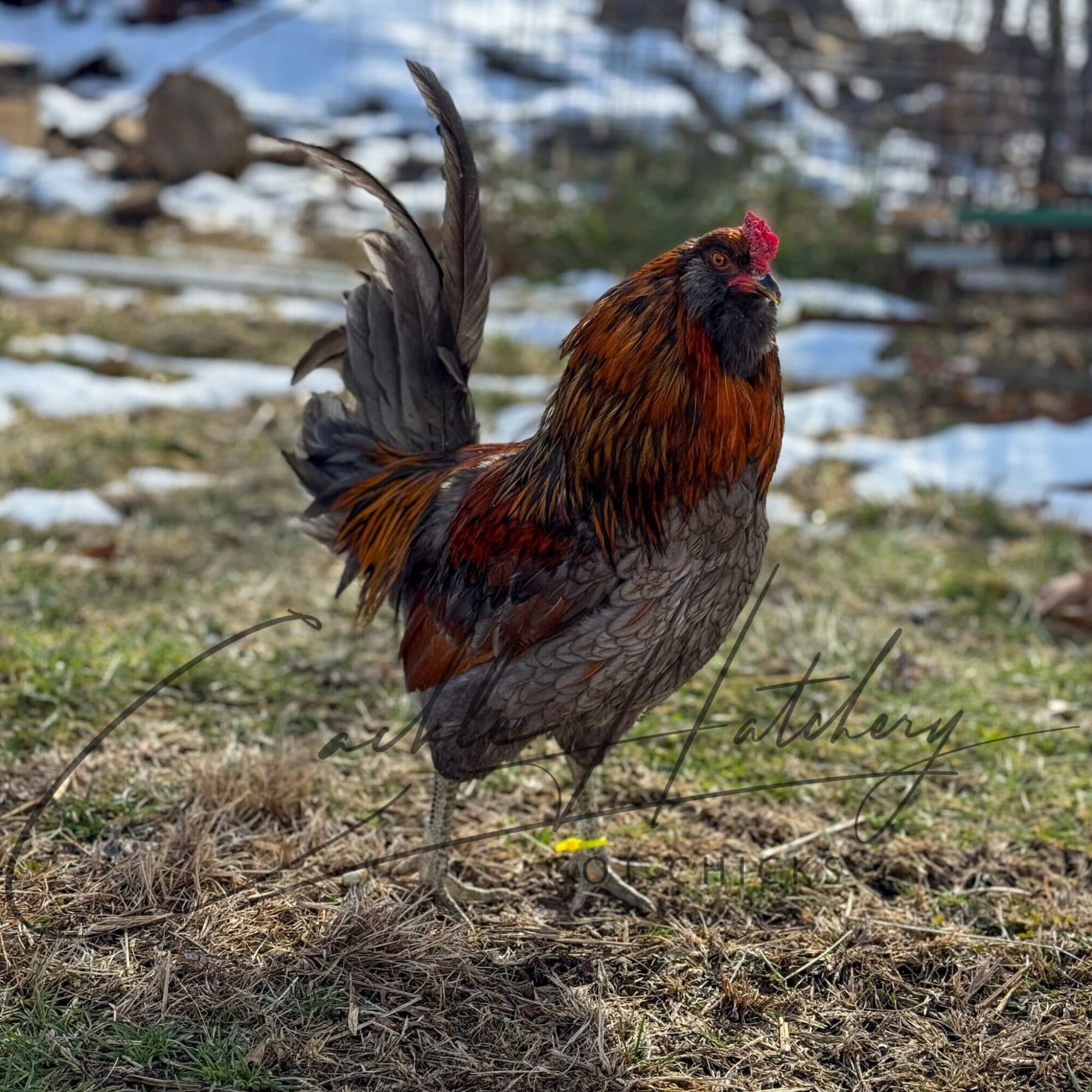 Easter Egger chicken breed