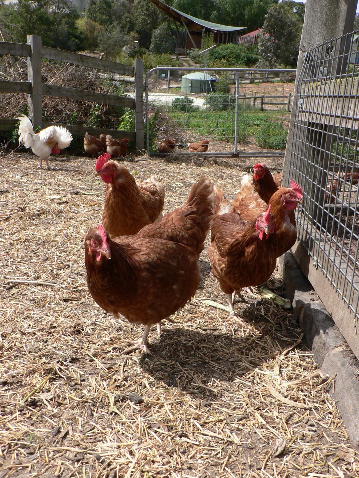 ISA Brown chicken breed