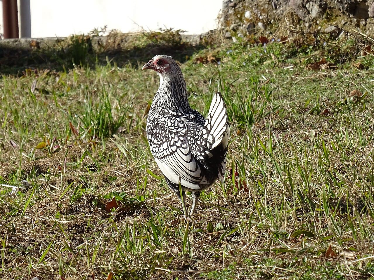 Sebright chicken breed