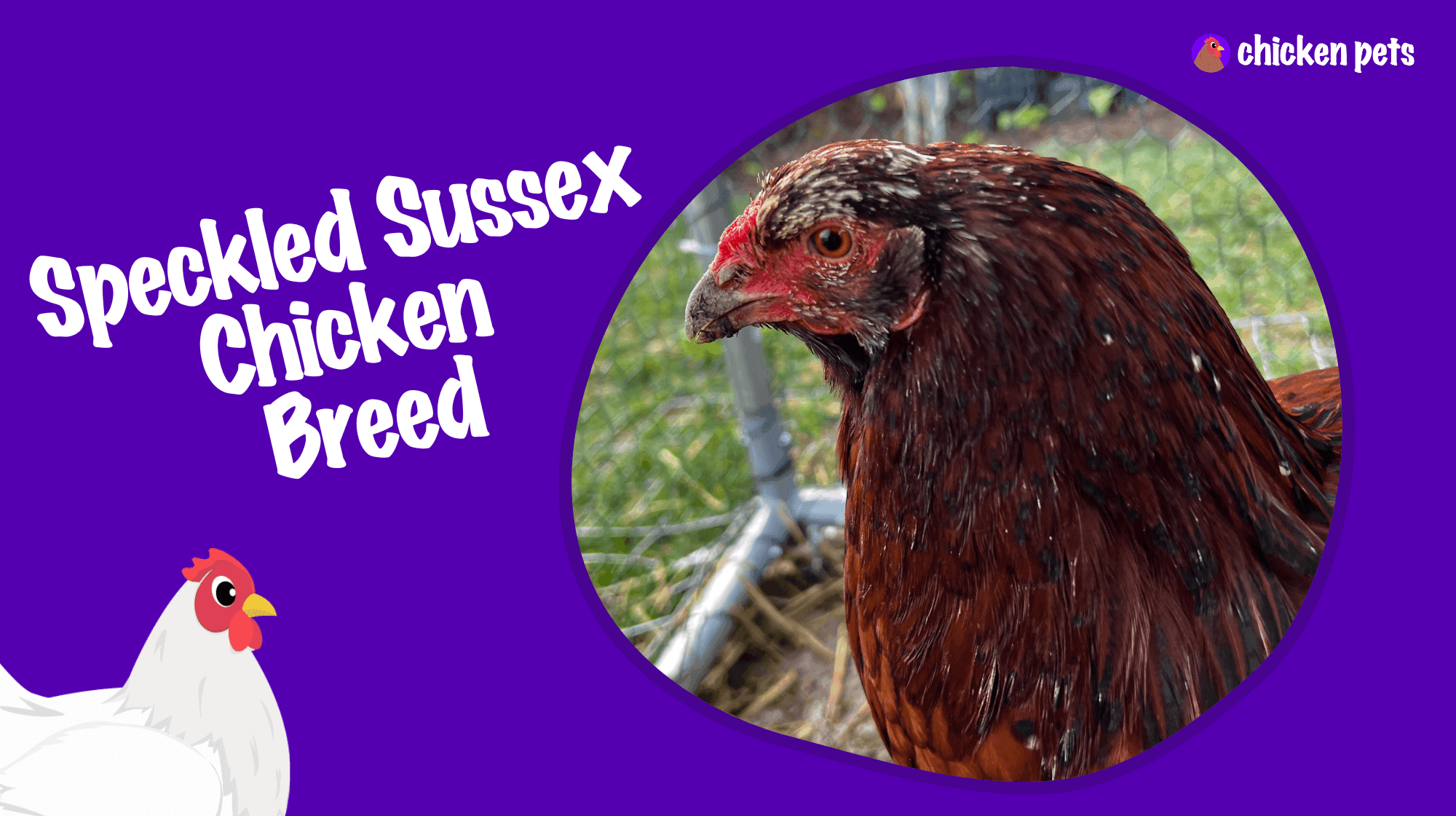 Sussex chicken breed