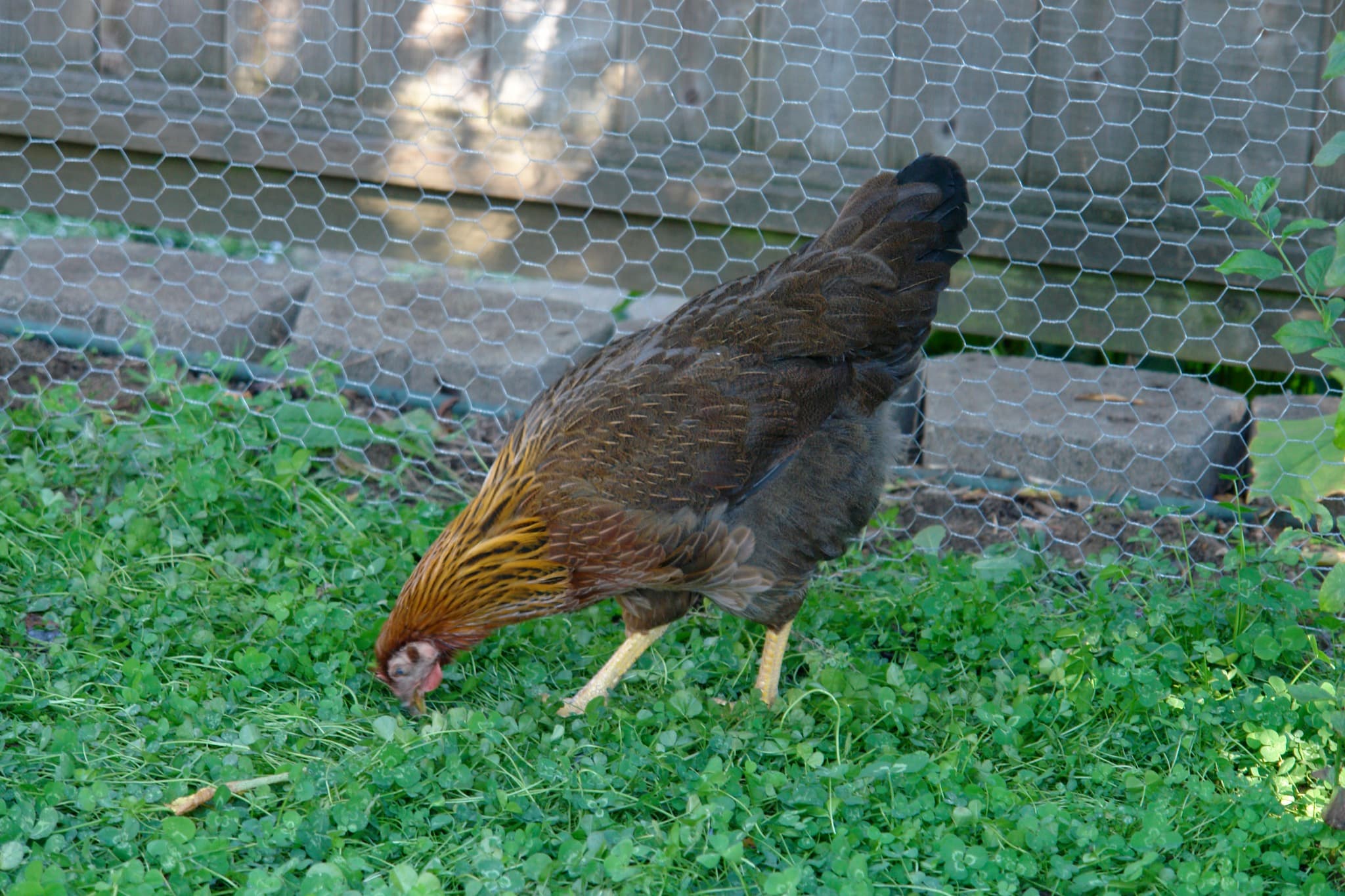 Welsummer chicken breed