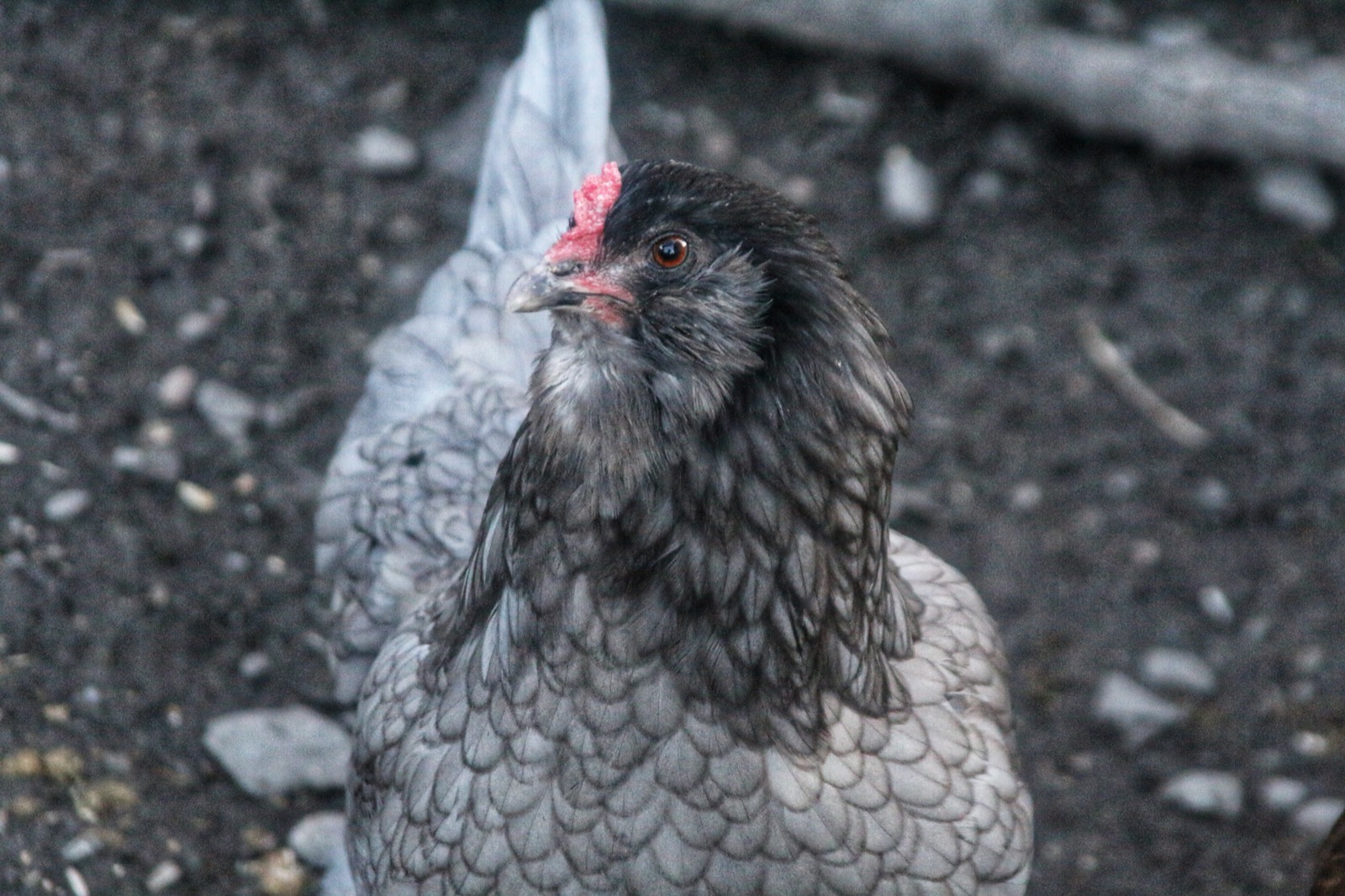 Ameraucana chicken breed