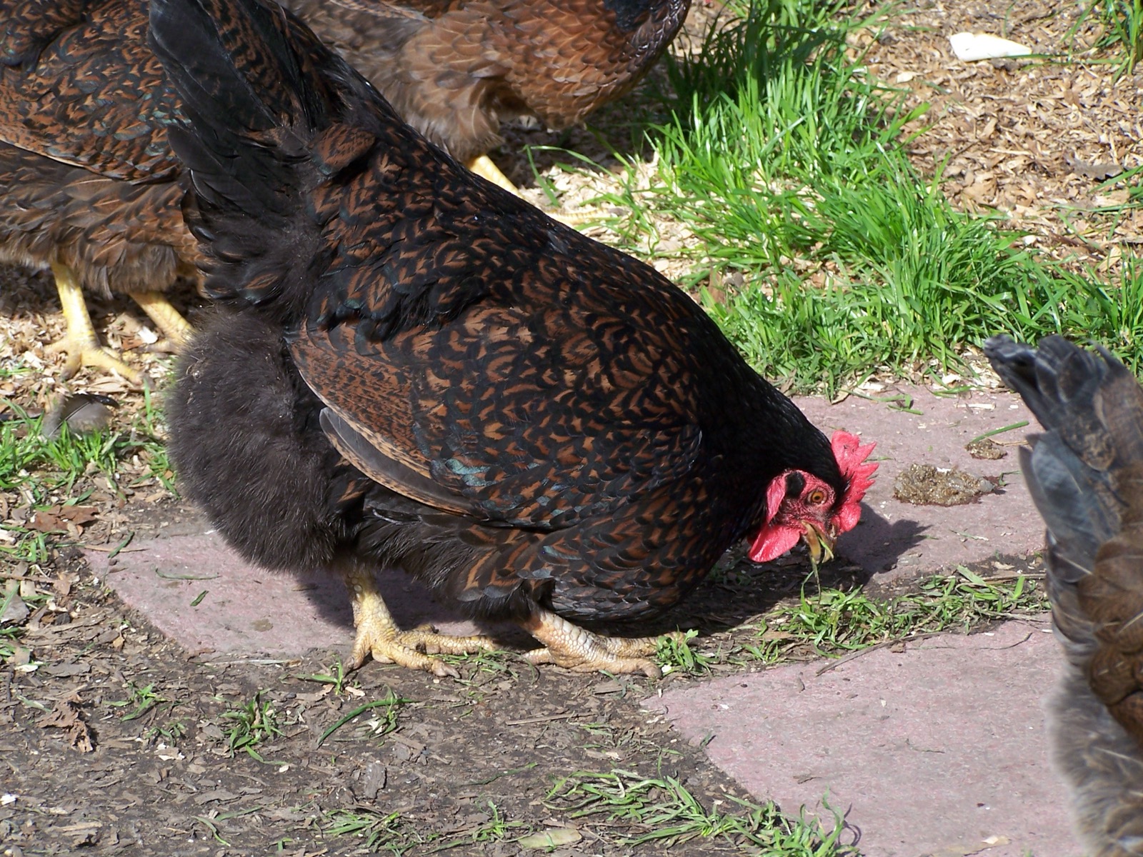 Barnevelder chicken breed