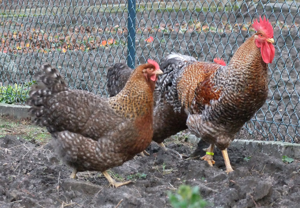 Bielefelder chicken breed