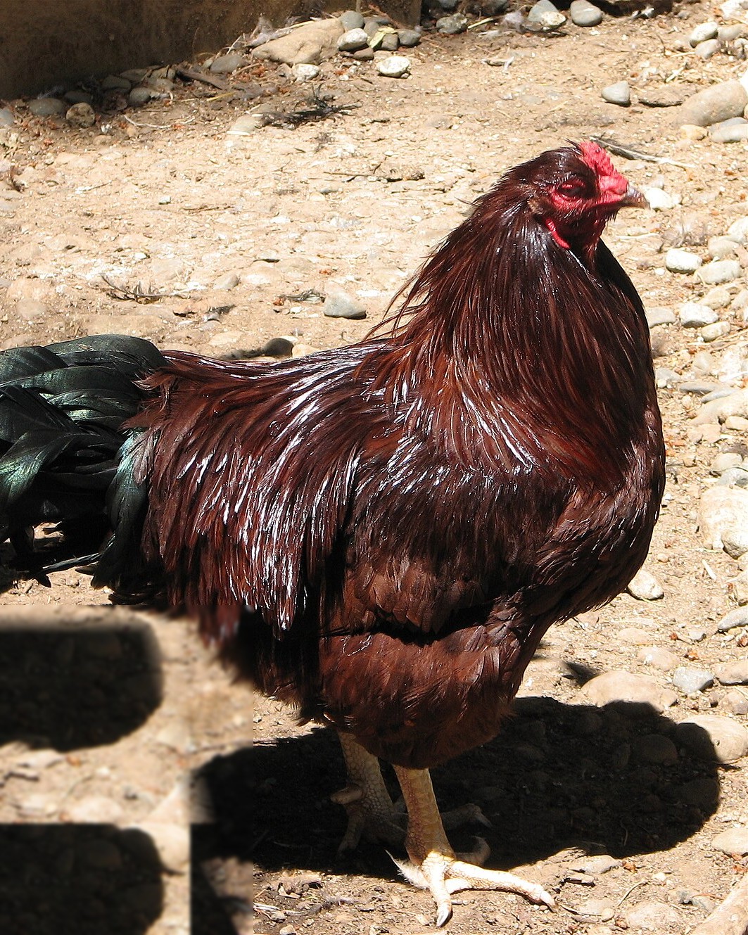 Buckeye chicken breed