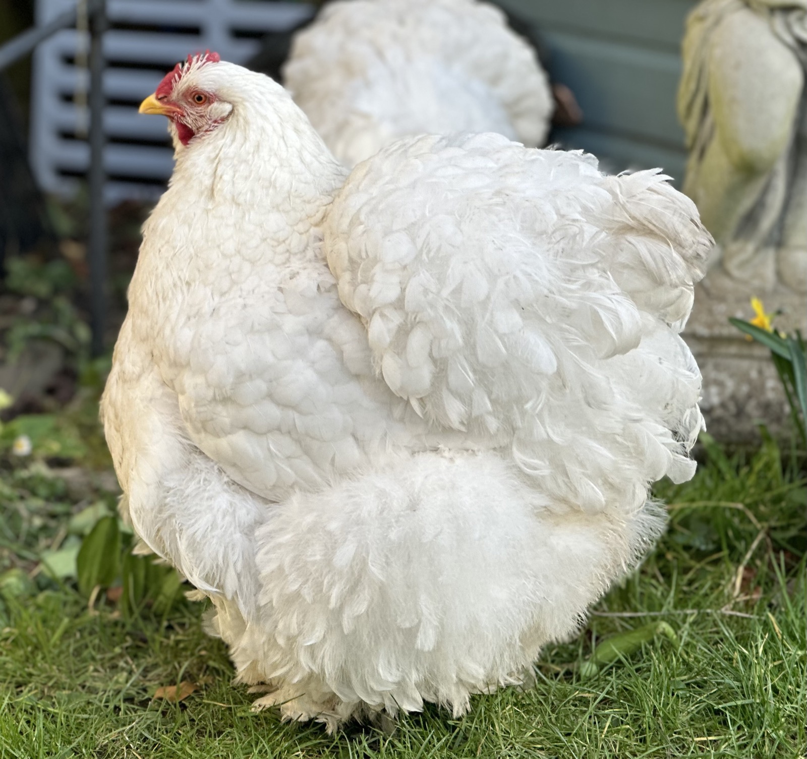 Cochin chicken breed