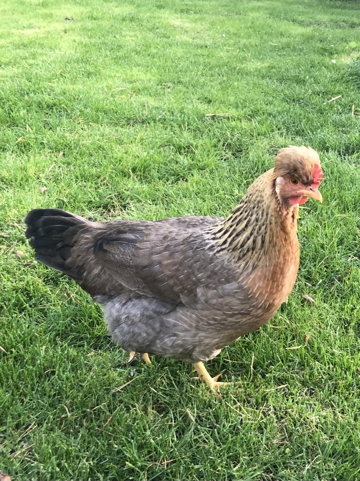 Cream Legbar chicken breed