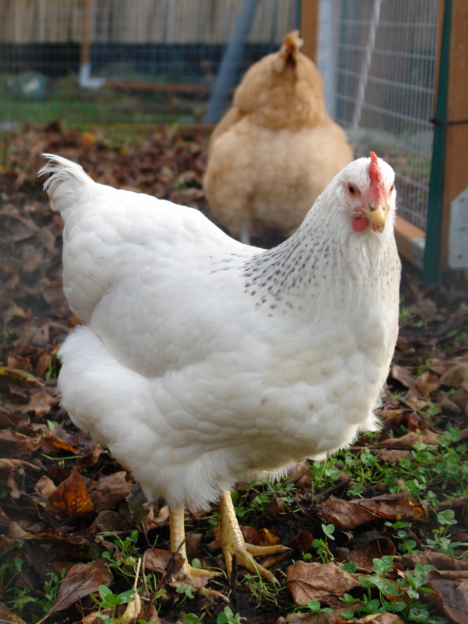 Delaware chicken breed