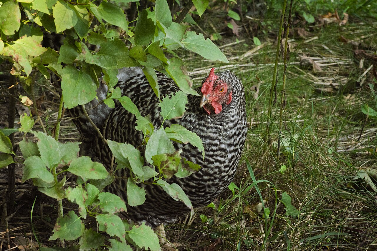 Dominique chicken breed
