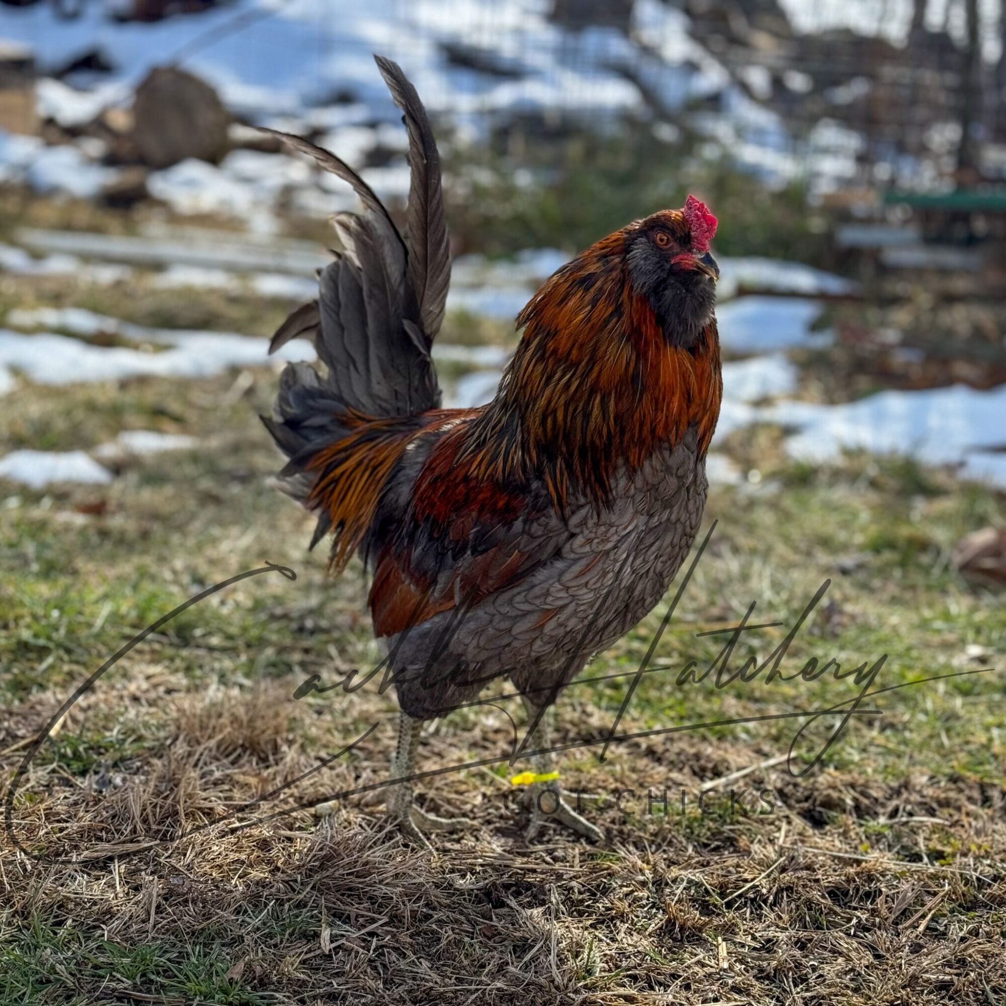 Easter Egger chicken breed