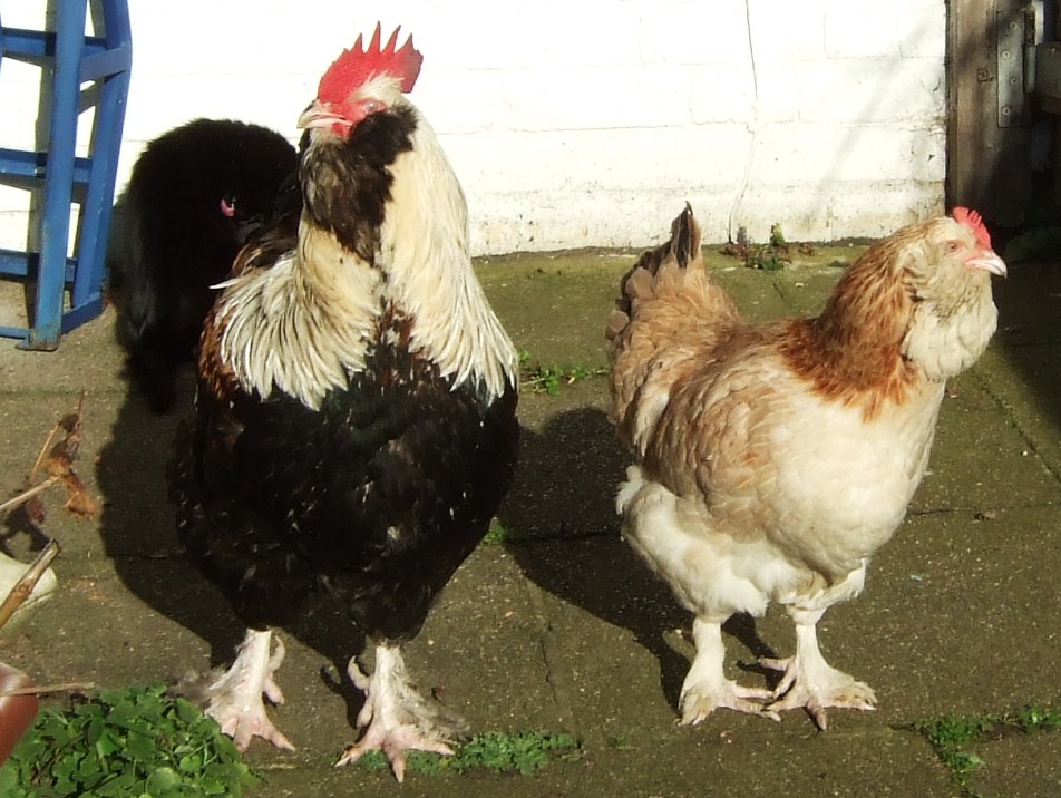 Faverolles chicken breed
