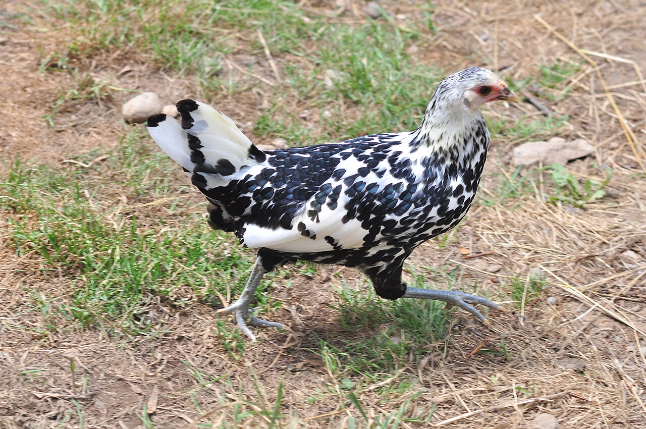 Hamburg chicken breed