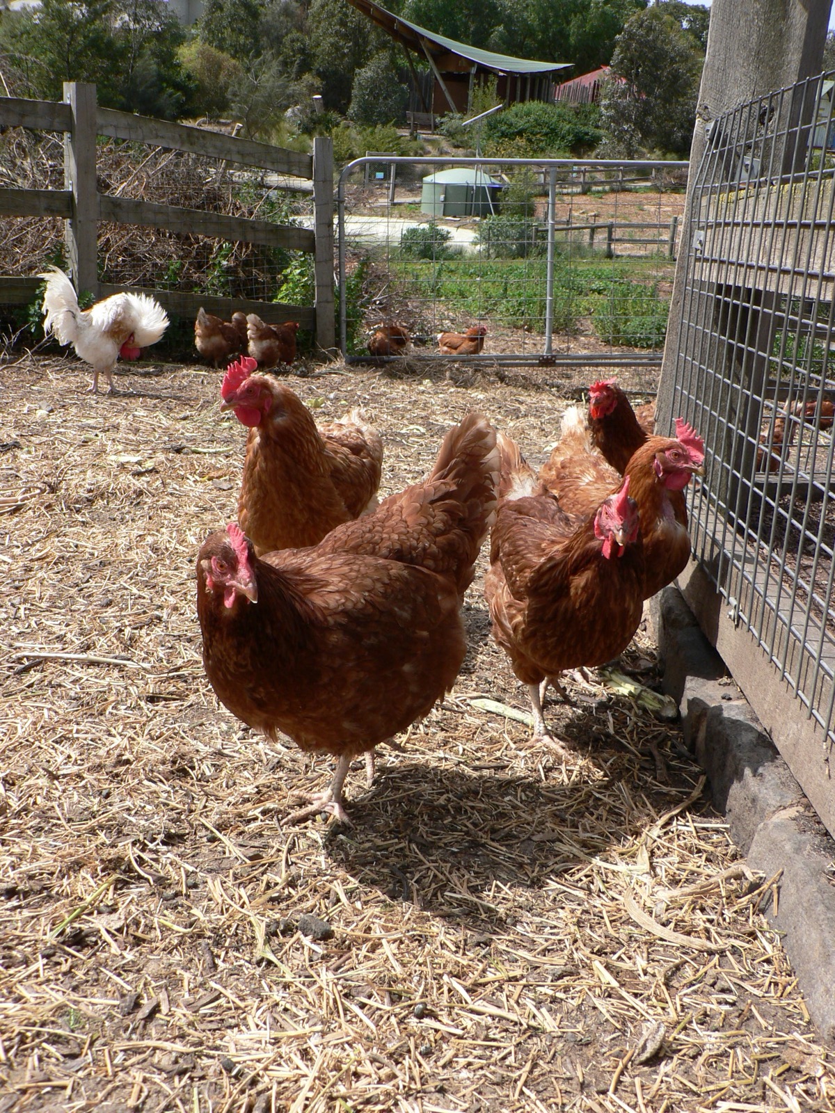 ISA Brown chicken breed