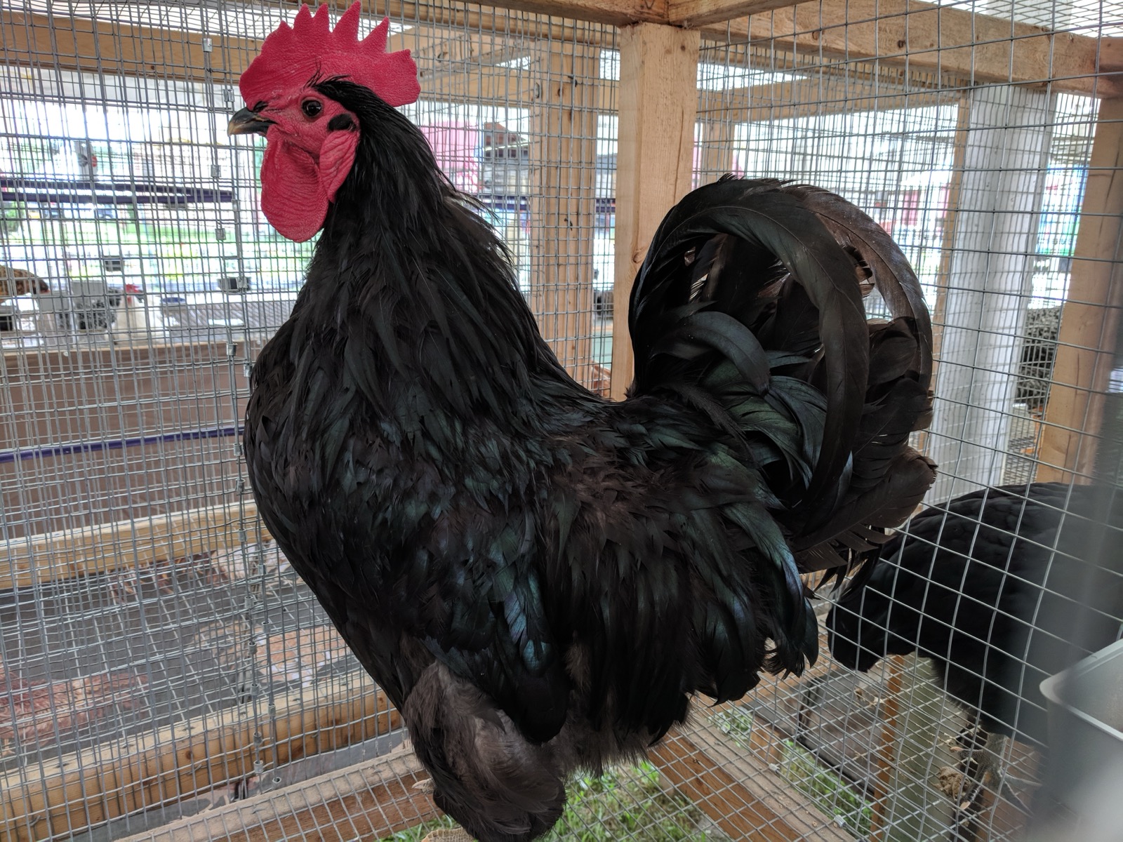 Jersey Giant chicken breed