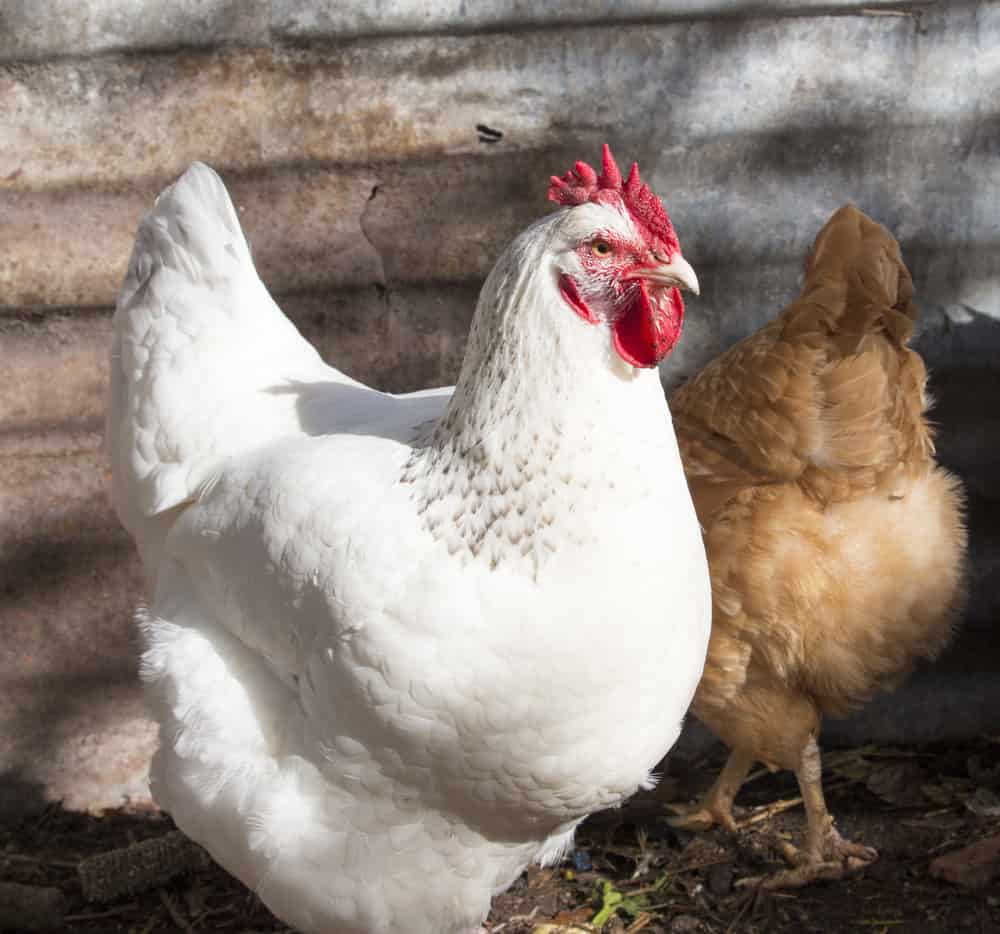 Leghorn chicken breed