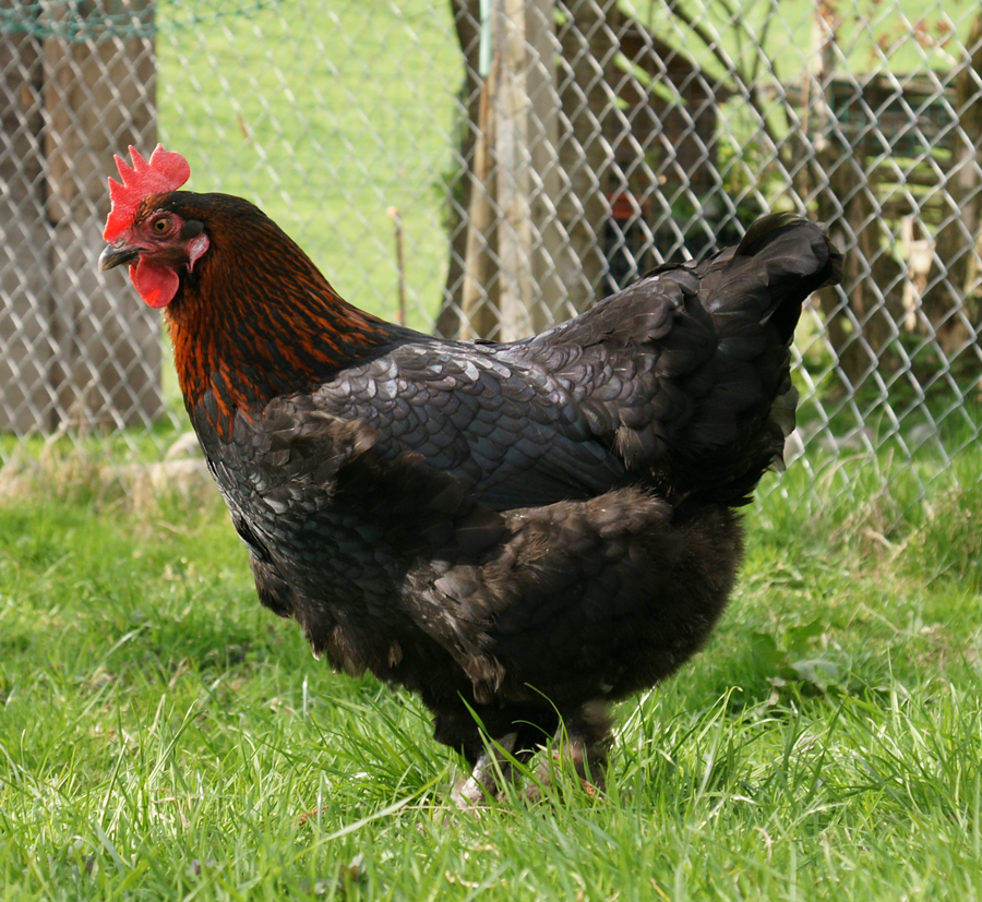 Marans chicken breed