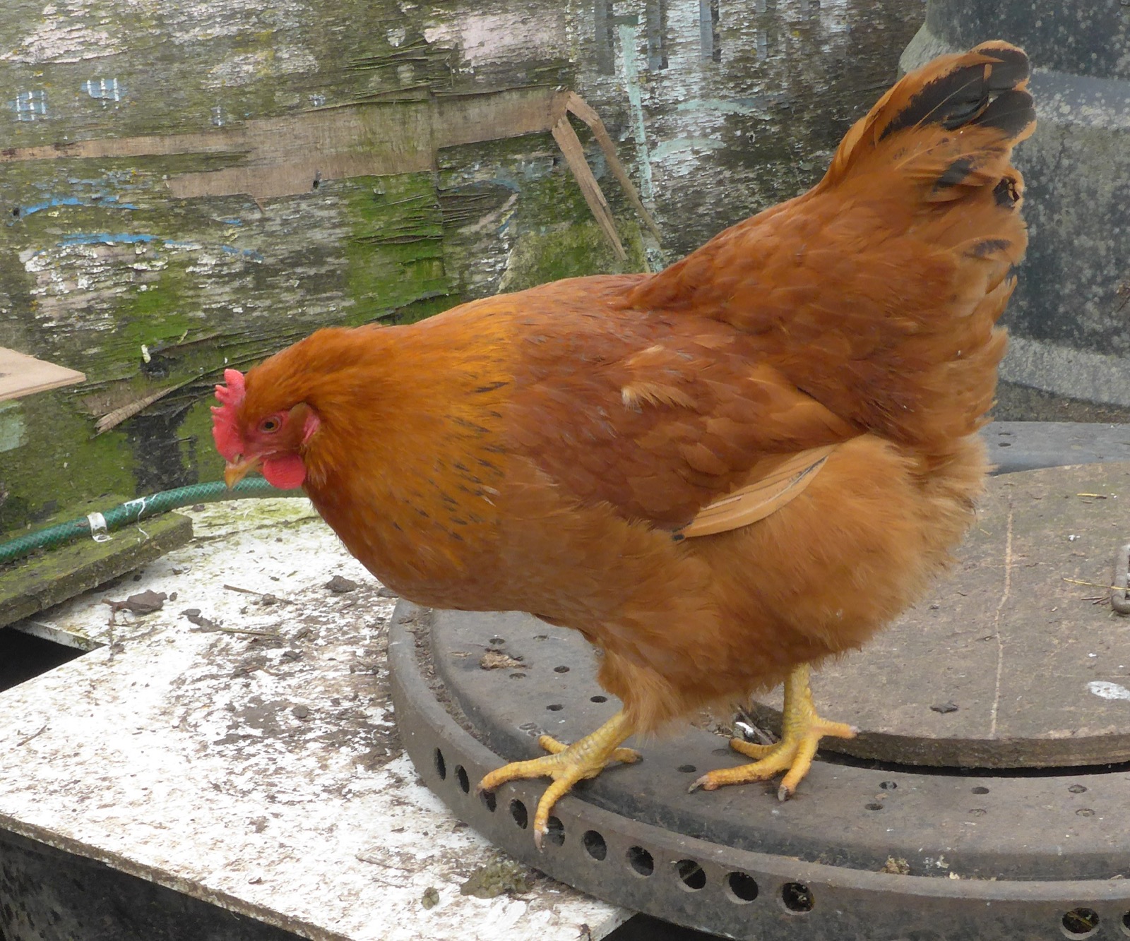 New Hampshire Red chicken breed