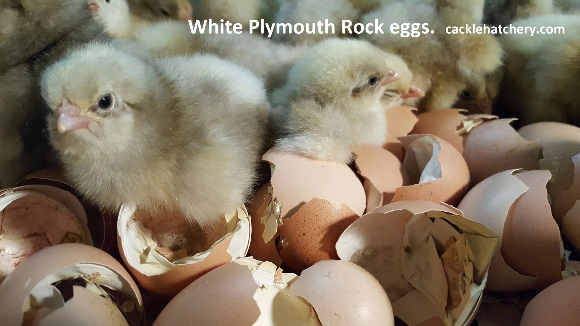 Plymouth Rock chicken breed