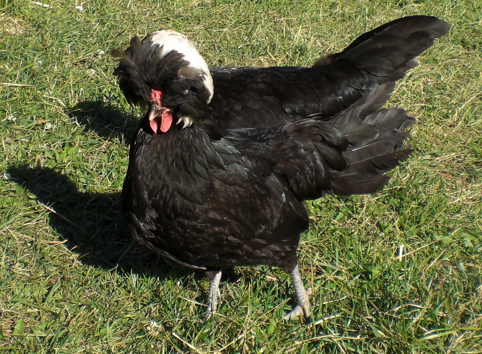 Polish chicken breed