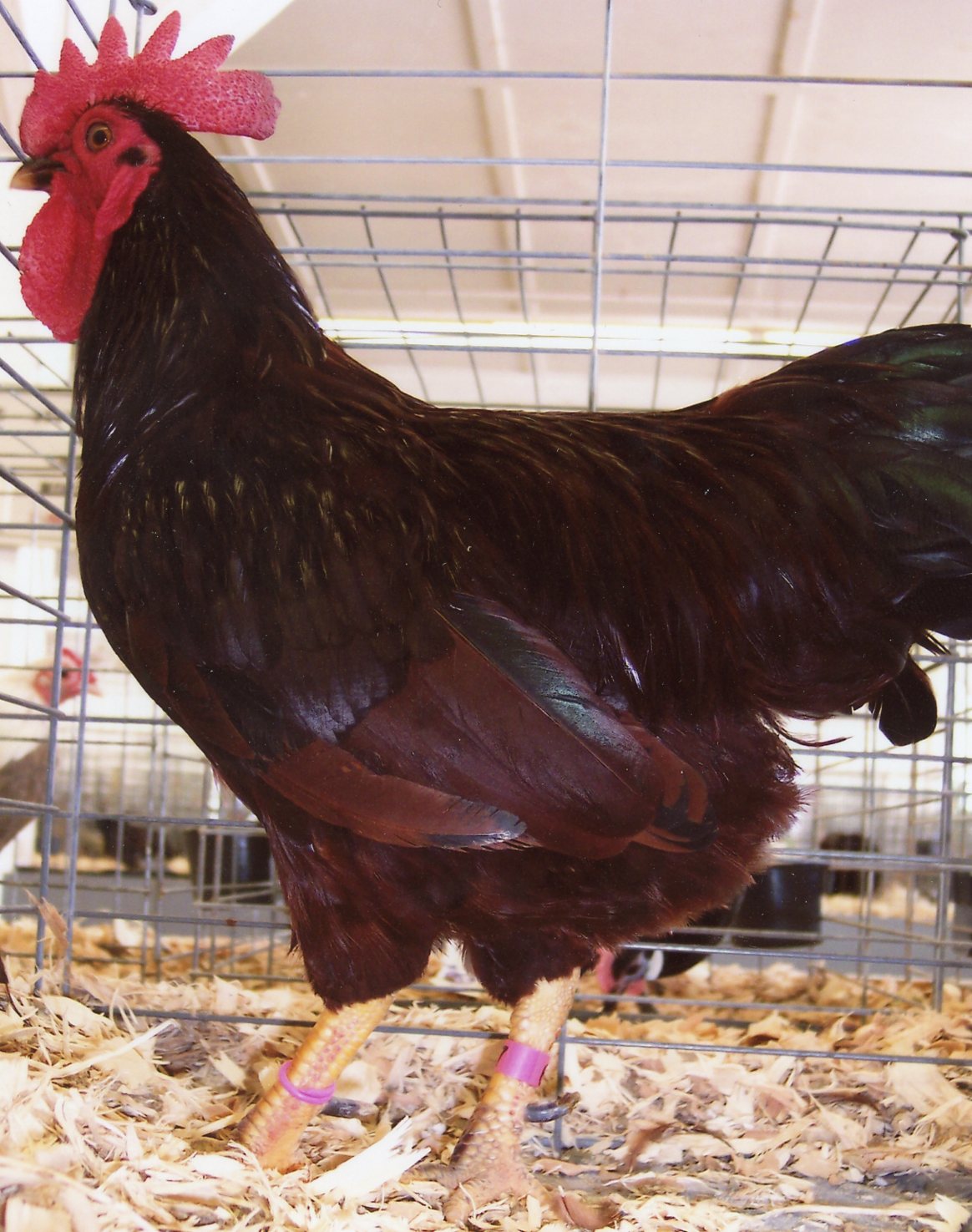 Rhode Island Red chicken breed