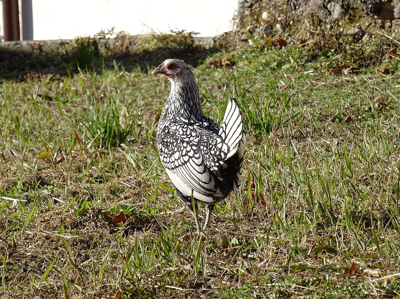 Sebright chicken breed
