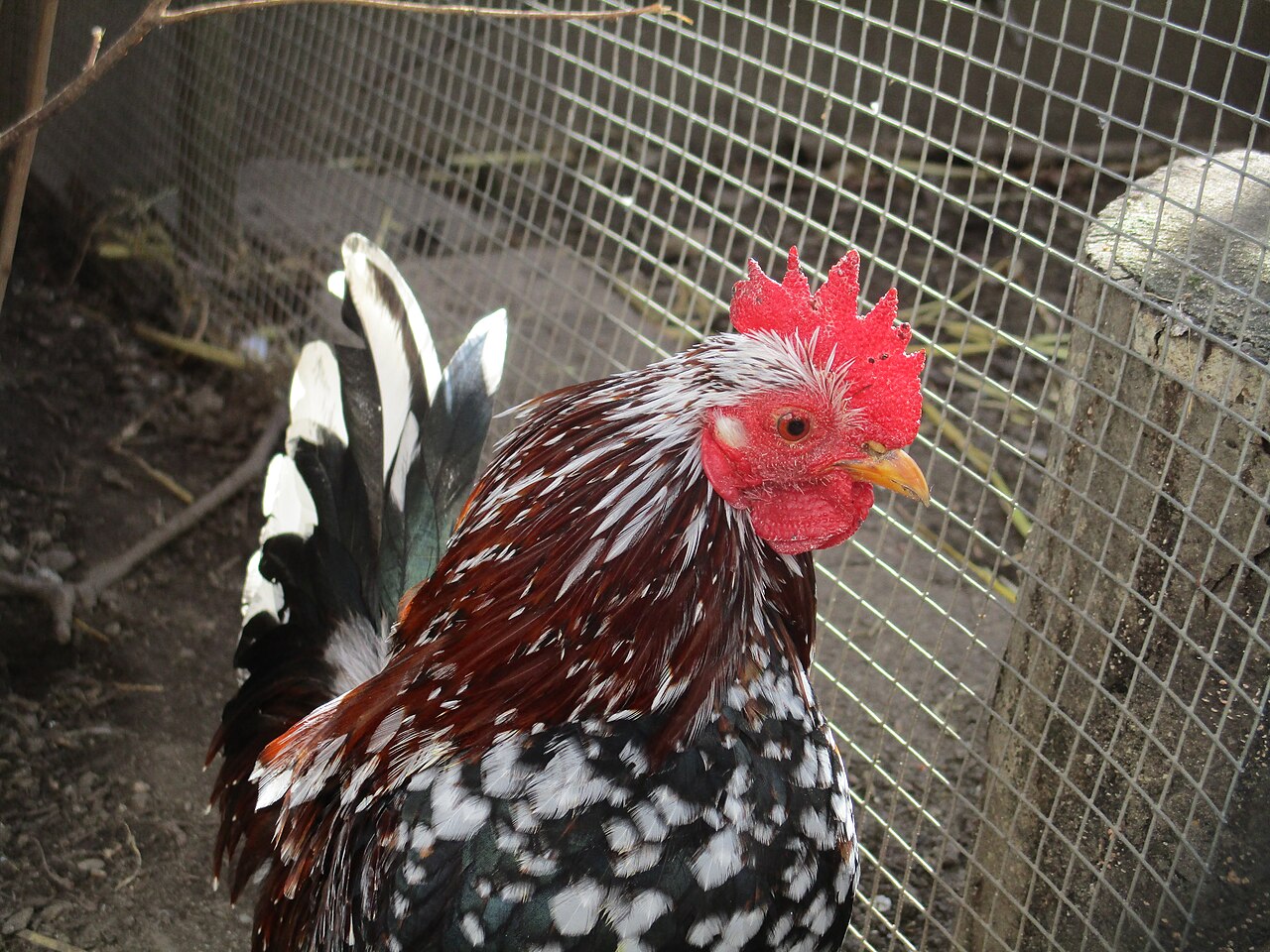 Serama chicken breed