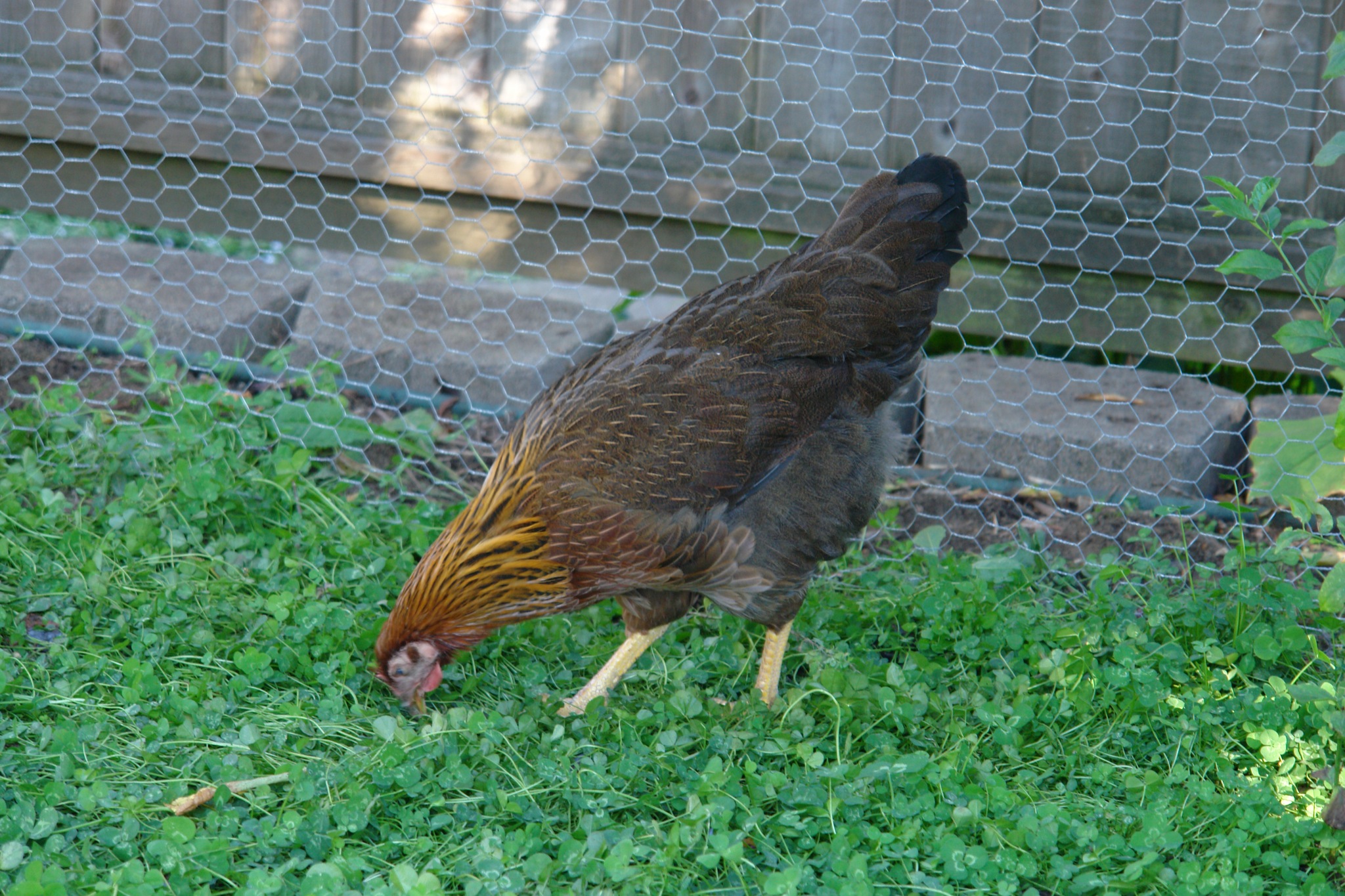 Welsummer chicken breed