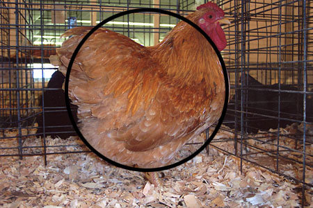 Wyandotte chicken breed